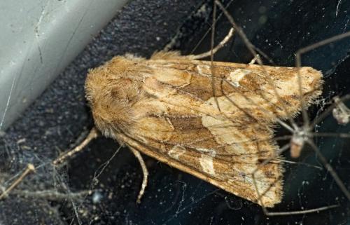 Luperina dumerilii